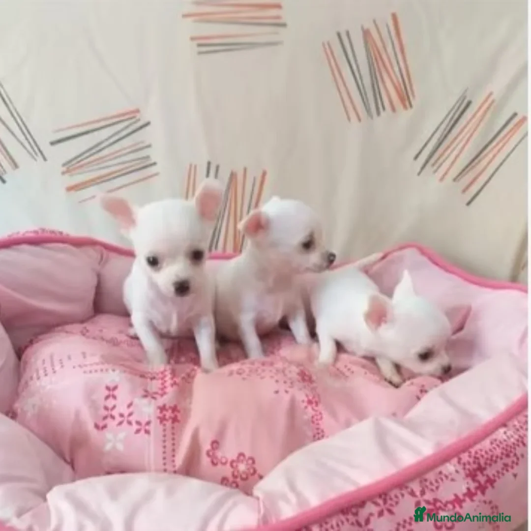 Chihuahua perros en venta: CHIHUAHUA TOY  - Imagen 2