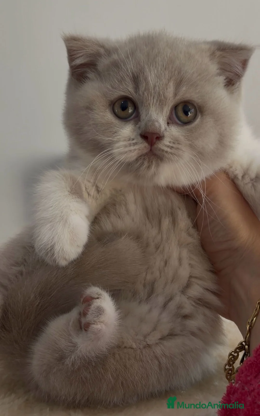 Británico de Pelo Corto gatos en venta: Cachorros British Shorthair  - Anuncio 2