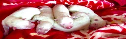 Husky Siberiano perros en venta: Husky siberiano blanco  - Anuncio 1