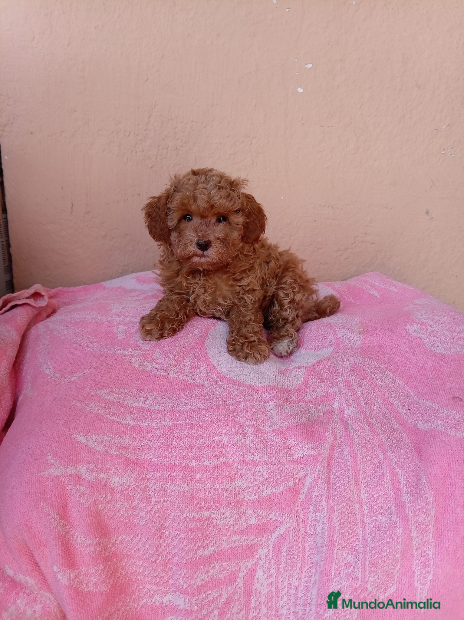 Caniche Toy perros Caniche  toy - Anuncio 5