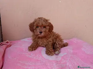 Caniche Toy perros Caniche toy - Anuncio 5