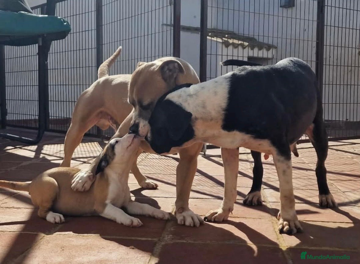 American Staffordshire-Terrier perros Preciosas hembras disponibles  en Sevilla - Anuncio 1