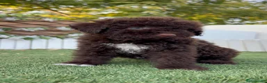 Perro de Agua Español 4