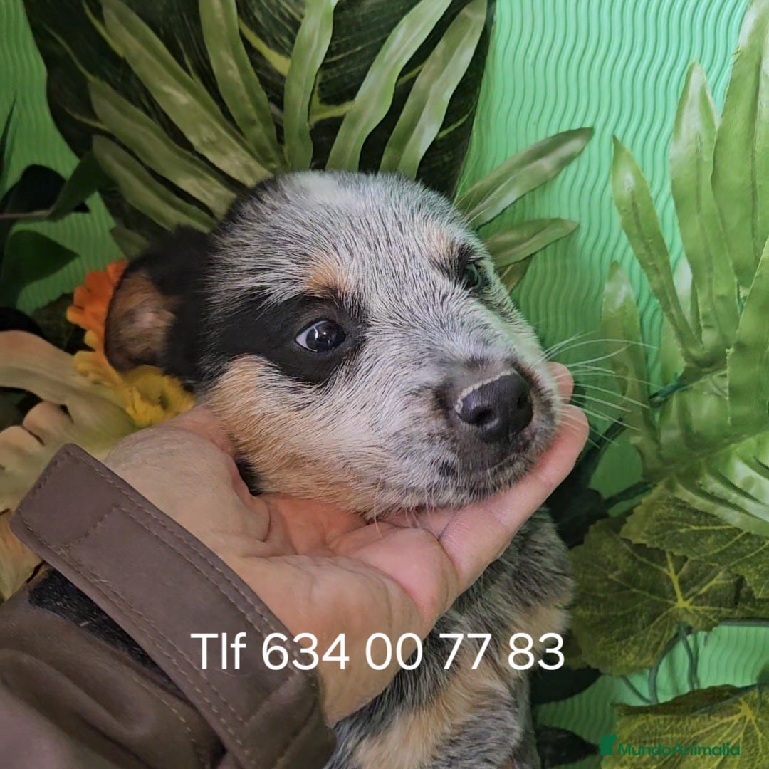 Pastor Australiano perros en venta: Excelentes cachorros boyero australiano  - Anuncio 3