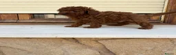 Caniche Toy perros en venta: Caniche Toy  - Anuncio 7