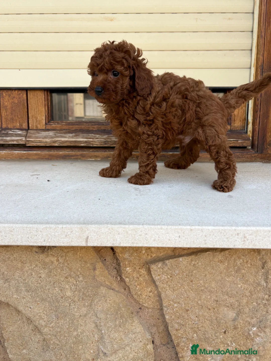 Caniche Toy perros en venta: Caniche Toy  - Anuncio 7