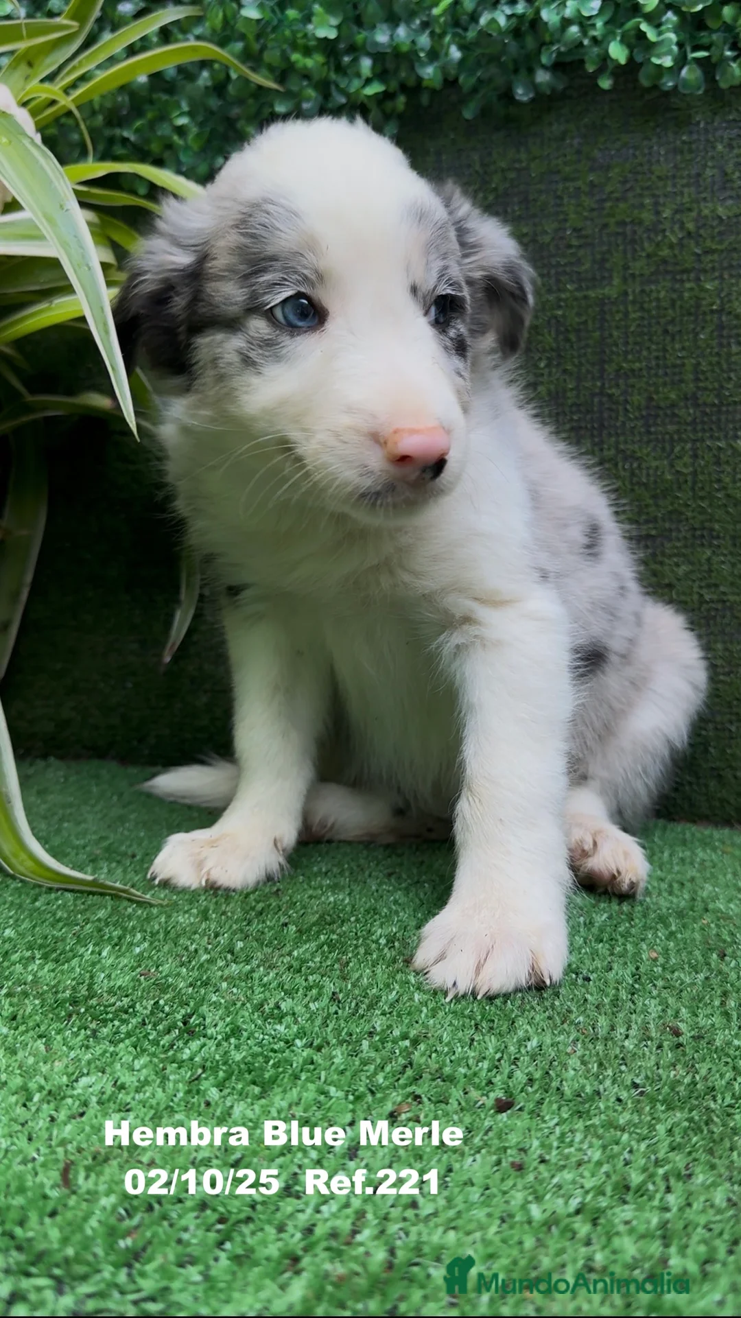 Border Collie perros en venta: Border Collie hembra Blue Merle - Anuncio 17