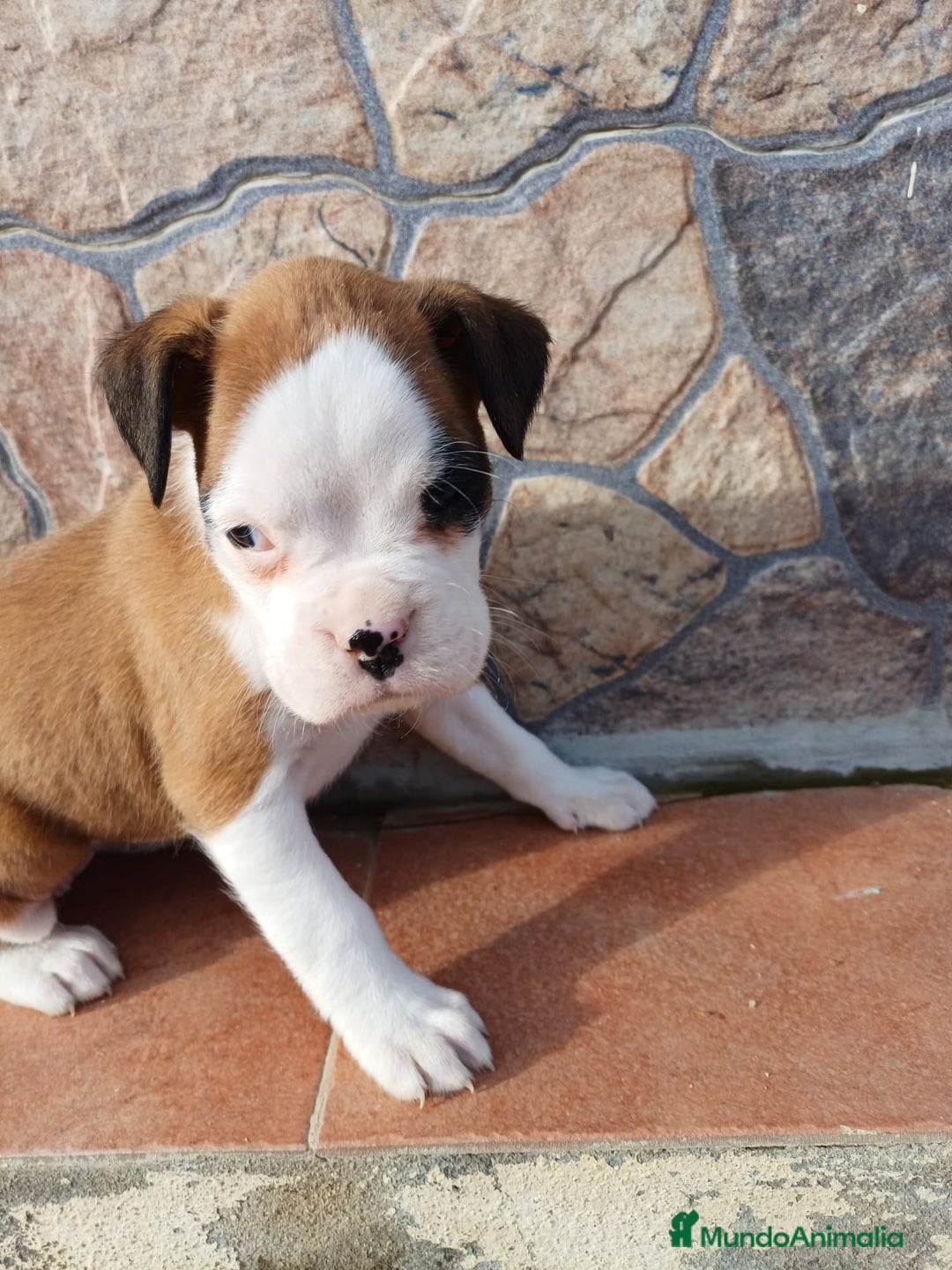 Boxer perros en venta: Bóxer  - Anuncio 4