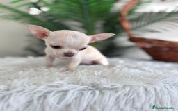 Chihuahua perros en venta: CHIHUAHUA HEMBRA - Imagen 19