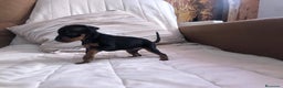 Pinscher Miniatura perros en venta: Pinscher miniatura  - Anuncio 4