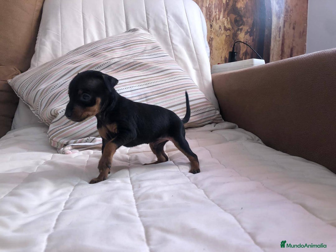 Pinscher Miniatura perros en venta: Pinscher miniatura  - Anuncio 4