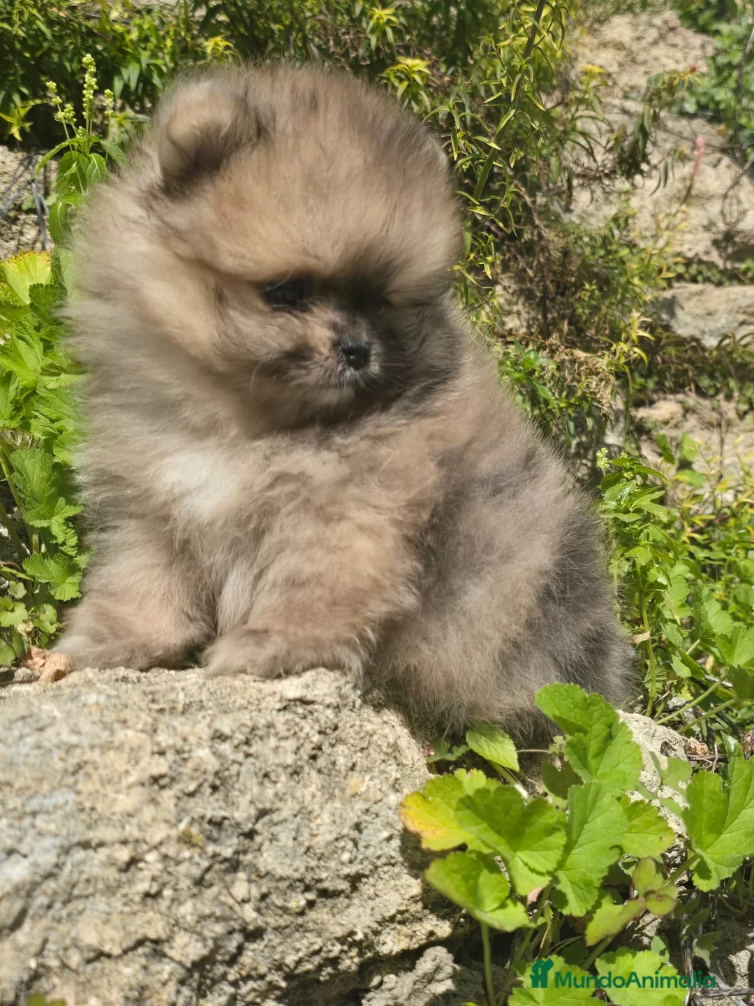 Pomerania perros en venta: POMERANIA CARITA DE OSO - Anuncio 2