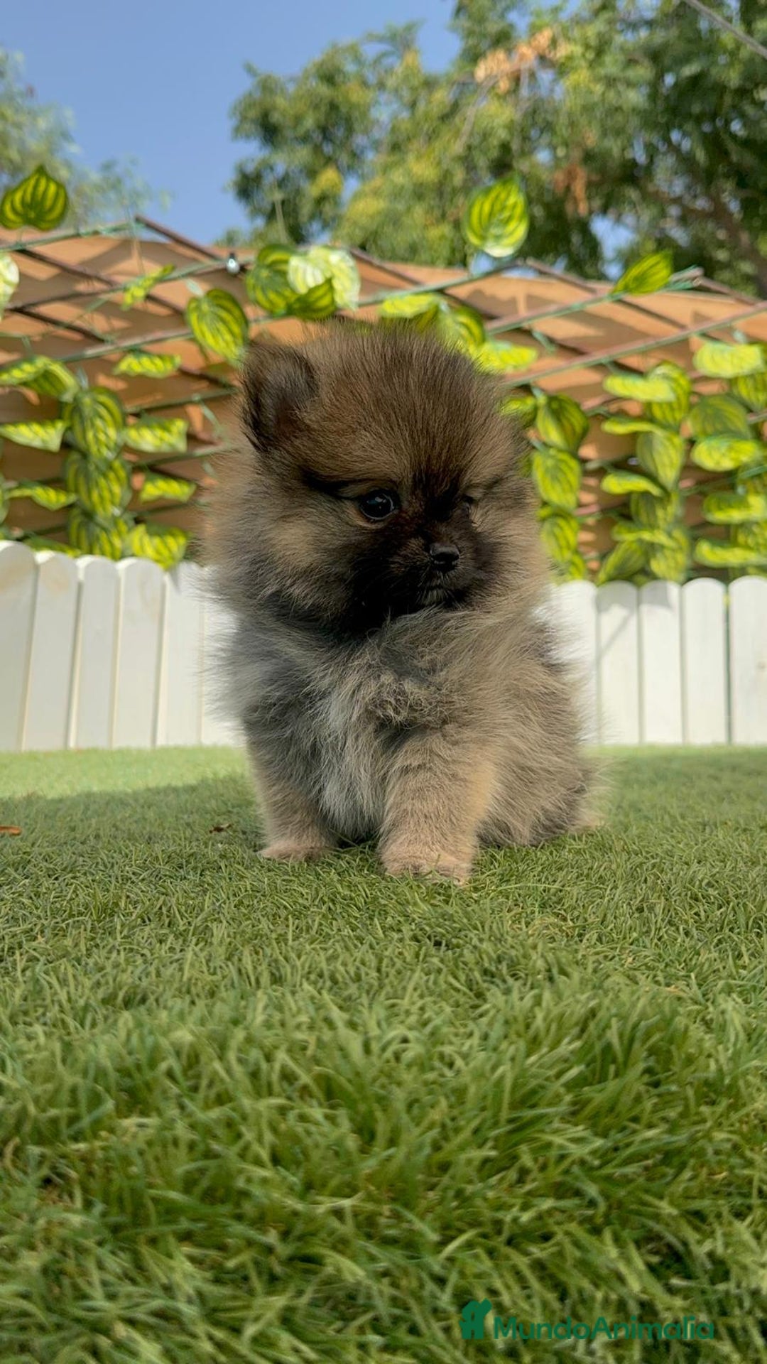 Pomerania perros en venta: POMERANIA MACHO Y HEMBRA DISPONIBLE - Imagen 10