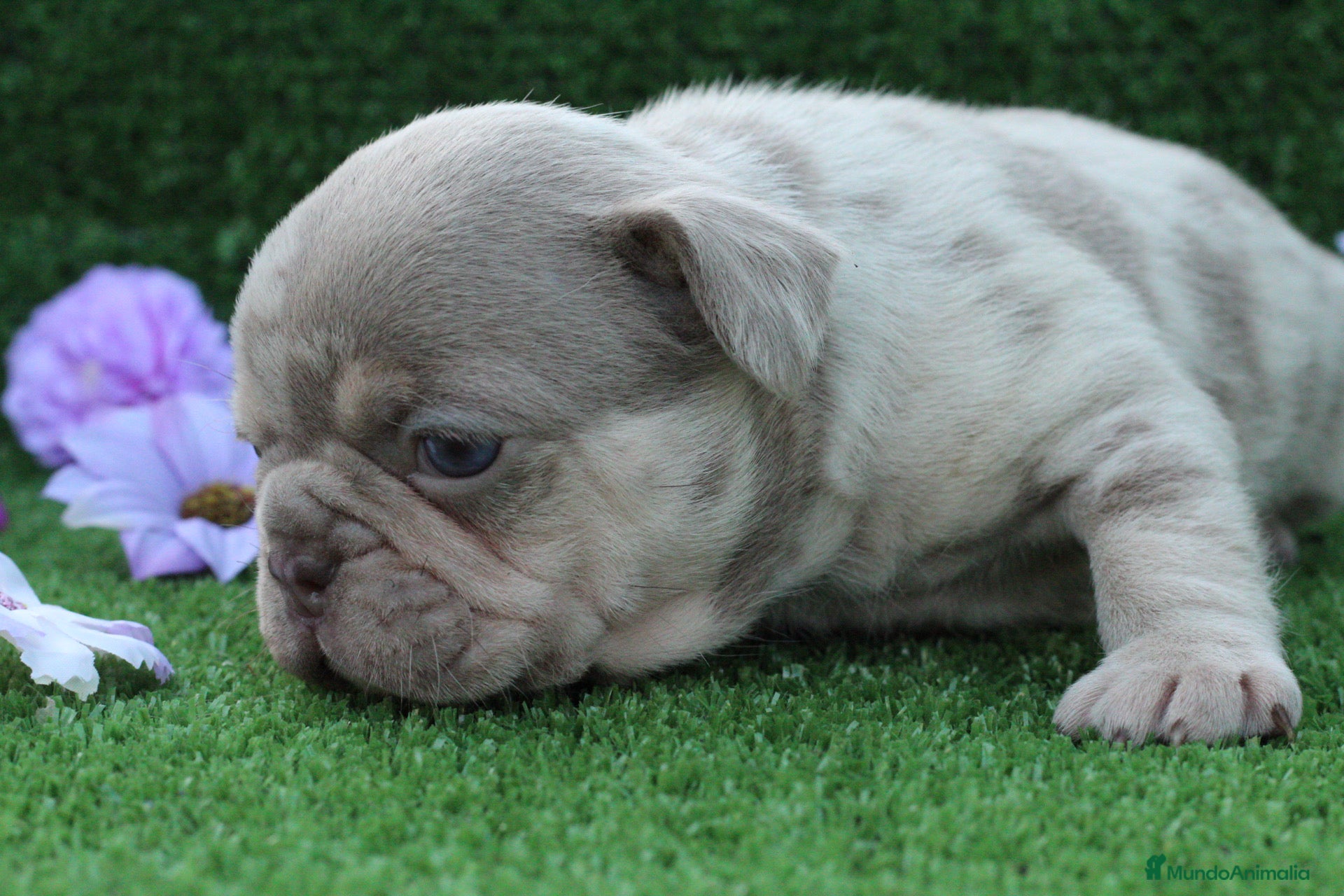 Bulldog Francés perros en venta: Bulldog francés exóticos  - Anuncio 6