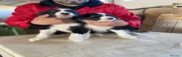 Border Collie perros en venta: CACHORROS DE BORDER COLLIE - Anuncio 1