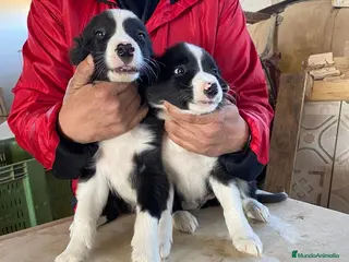 Border Collie perros CACHORROS DE BORDER COLLIE - Anuncio 1