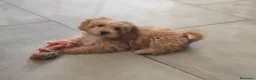 Maltipoo perros en venta: Maltipoo mini  - Anuncio 2