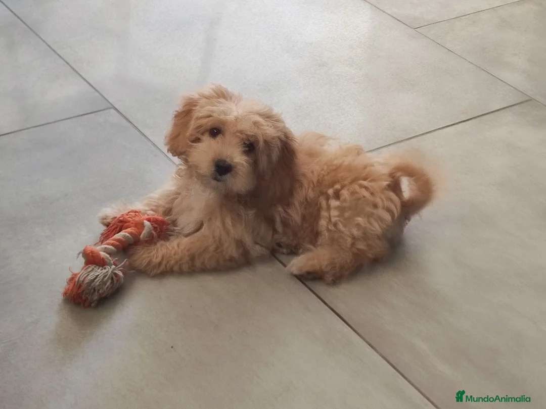 Maltipoo perros en venta: Maltipoo mini  - Anuncio 2