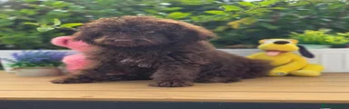 Perro de Agua Español 3