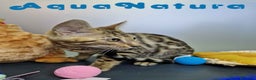 Bengalí gatos en venta: Bengali Hembra 4611 AQUANATURA - Anuncio 3