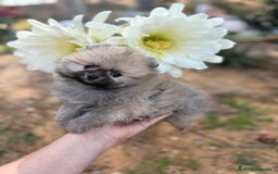 Pomerania perros en venta: Pomerania excelentes lineas  - Imagen 10