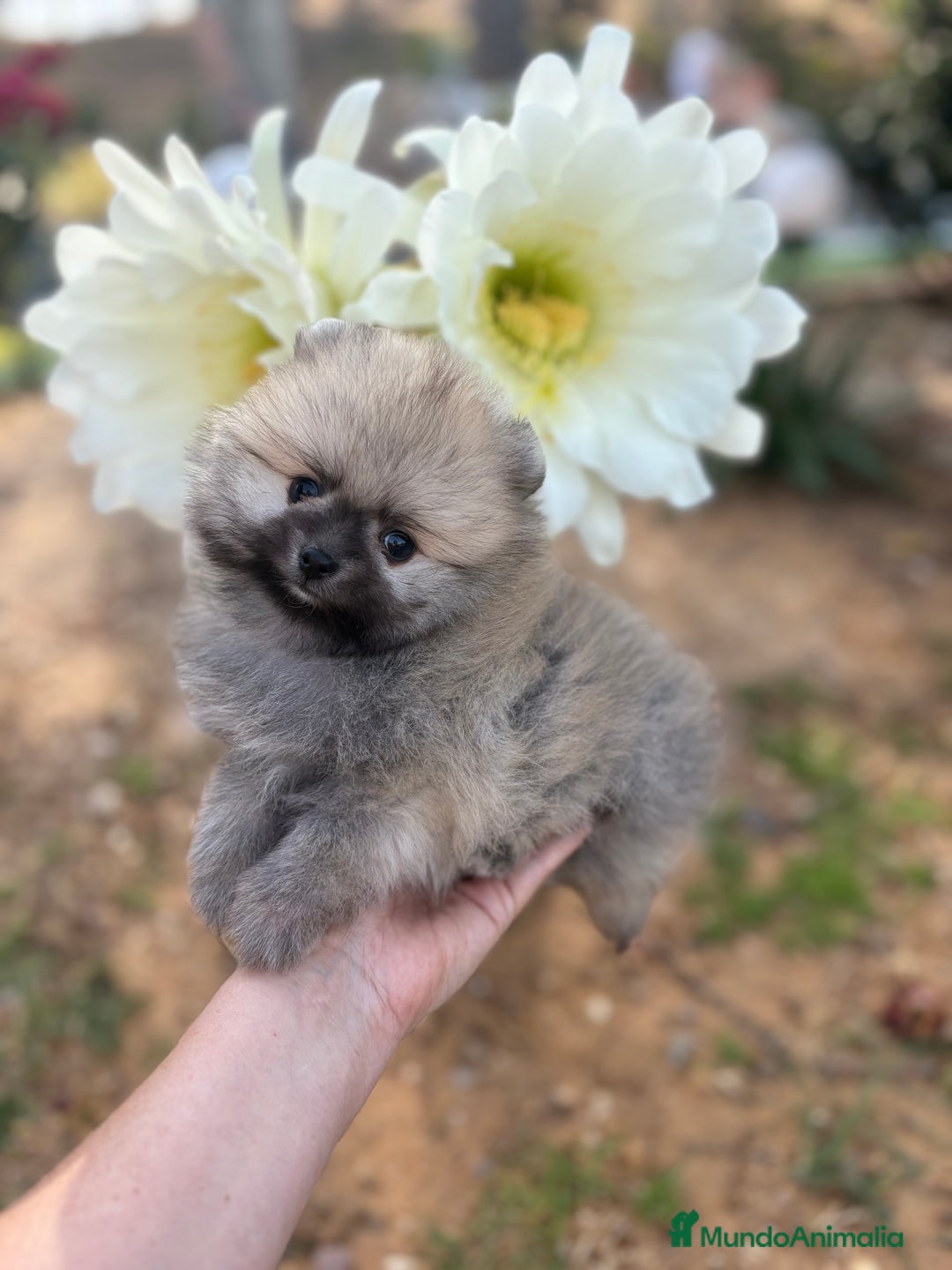 Pomerania perros en venta: Pomerania excelentes lineas  - Imagen 10