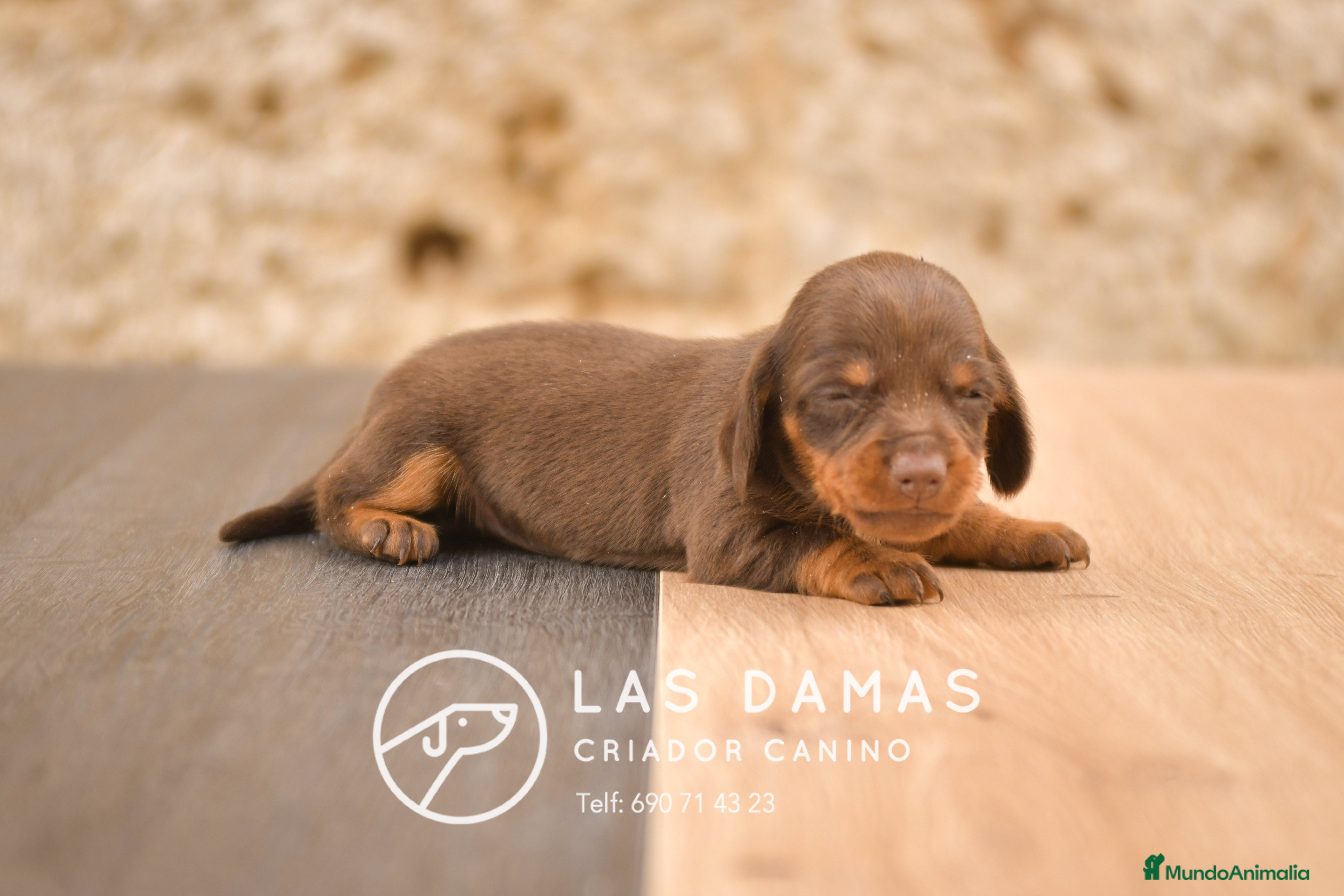 Teckel perros TECKEL DISPONIBLES - Anuncio 1