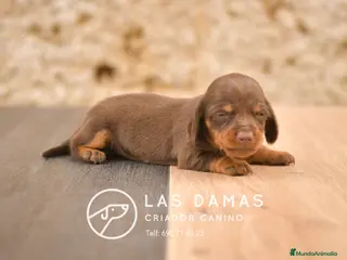 Teckel perros TECKEL DISPONIBLES - Anuncio 1