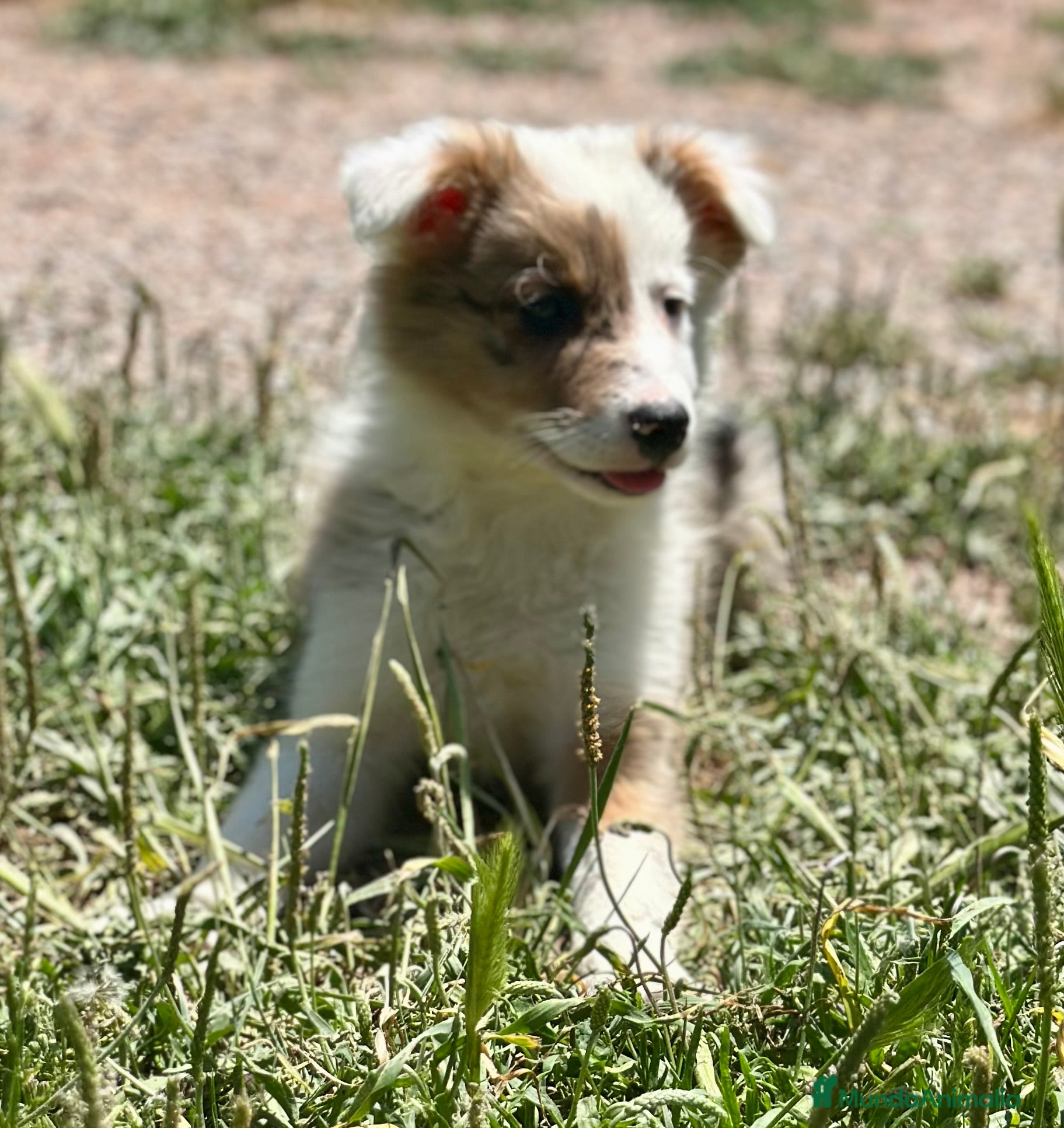 Border Collie perros ÚNICA BORDER COLLIE TRICOLOR MERLE DISPONIBLE - Anuncio 2
