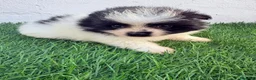 Pomerania perros en venta: Pomerania - Anuncio 2