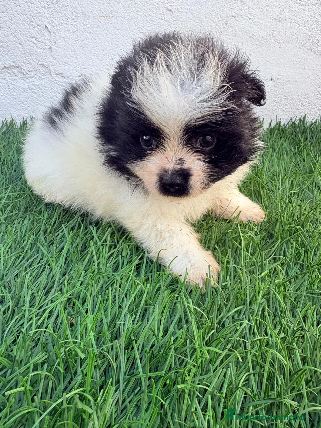 Pomerania perros en venta: Pomerania - Anuncio 2