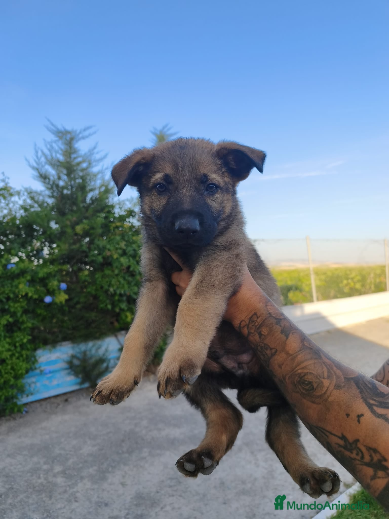 Pastor Alemán perros en venta: Disponible Pastores Alemanes de Trabajo  - Anuncio 5