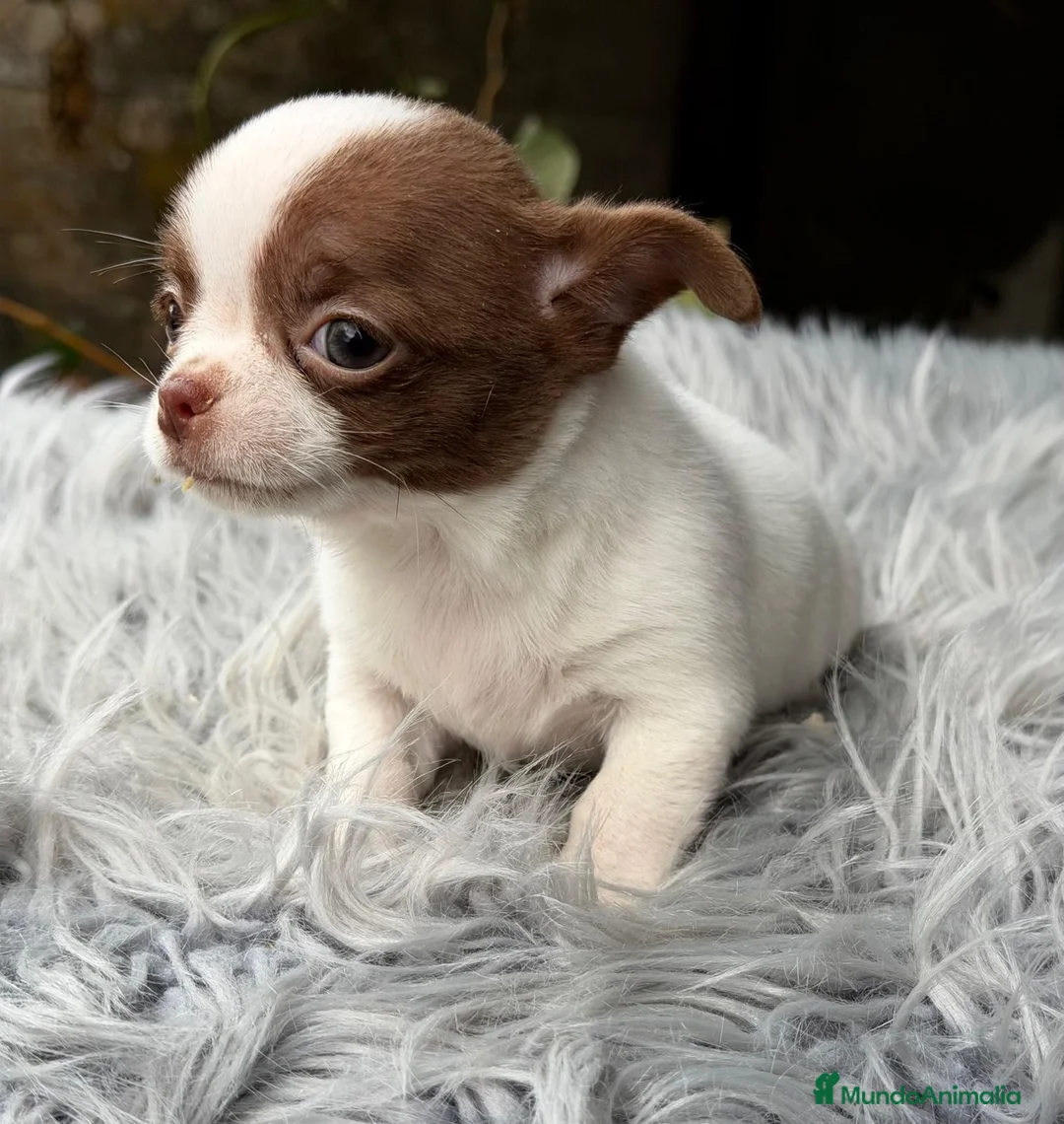 Chihuahua perros en venta: CHIHUAHUA BLANCO Y CHOCOLATE MACHO - Anuncio 2