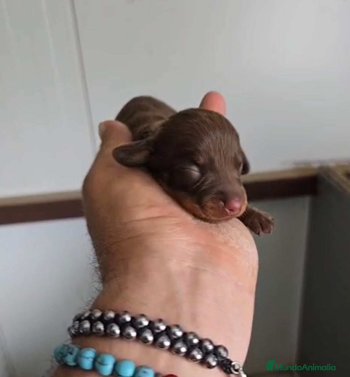 Teckel Miniatura perros Teckel hembra chocolate miniatura🔥🐾🩷 - Anuncio 1