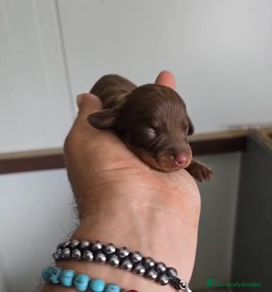 Teckel Miniatura perros en venta: Teckel hembra chocolate miniatura🔥🐾🩷 - Anuncio 1