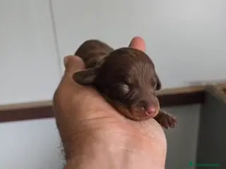 Teckel Miniatura perros Teckel hembra chocolate miniatura🔥🐾🩷 - Anuncio 1