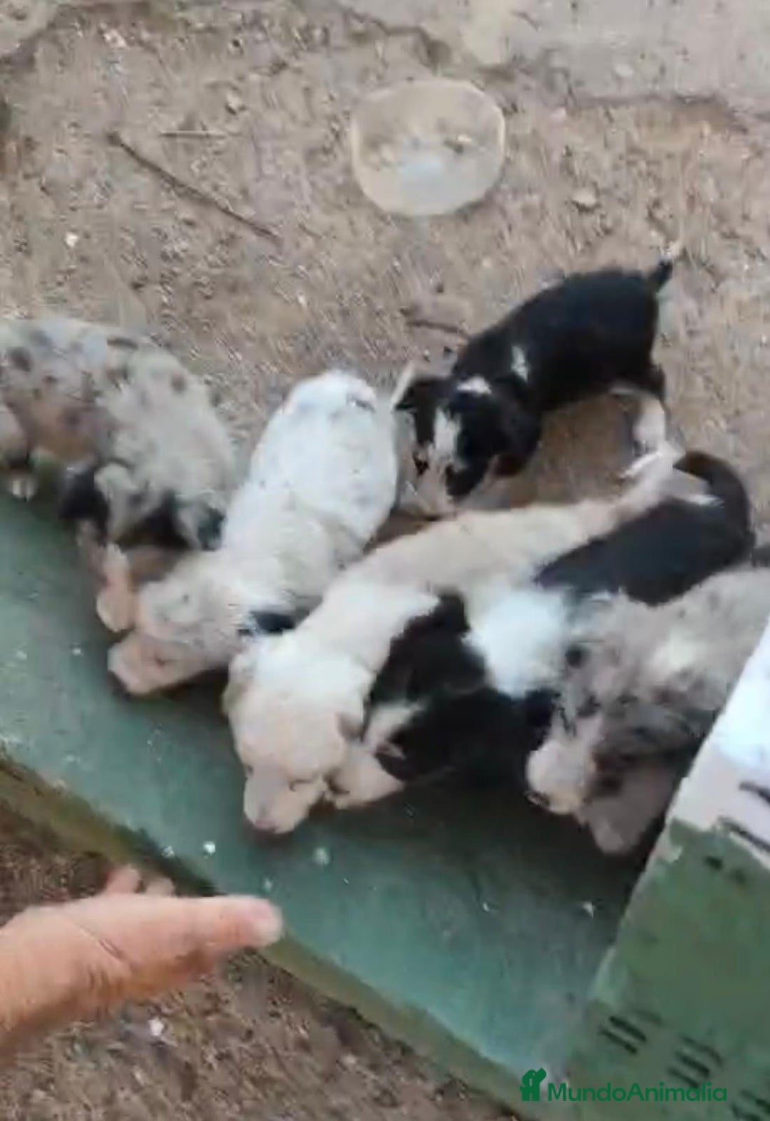 Border Collie perros en venta: Nueva camada border collie  - Imagen 12