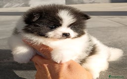 Pomerania perros en venta: Pomerania  - Imagen 3