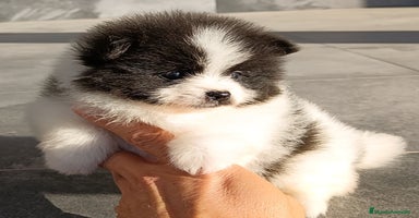 Pomerania perros - Anuncio 10
