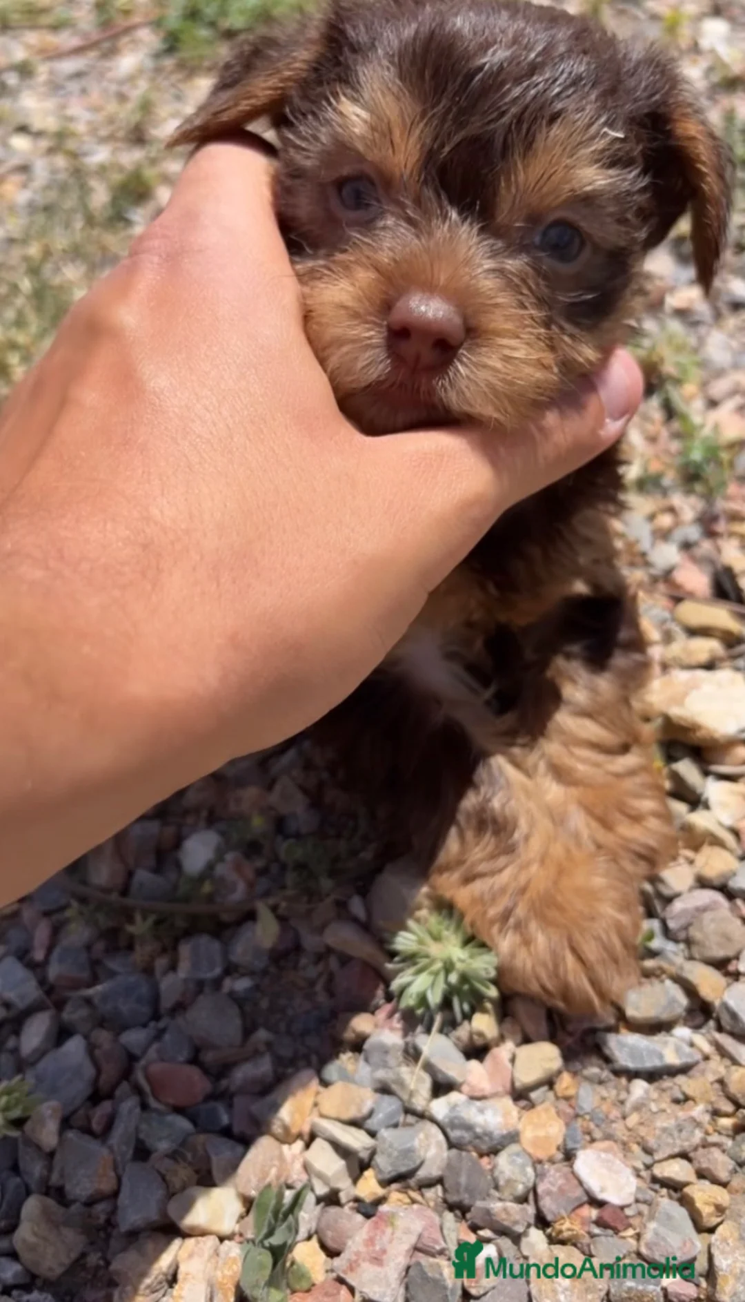Yorkshire Terrier perros en venta: YORKSHIRE CHOCOLATE CACHORROS en Alicante - Anuncio 6