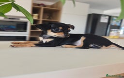 Pinscher Miniatura perros en venta: Mini Pincher espectacular!! - Imagen 6