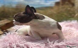 Bulldog Francés perros en venta: Bulldog francés hembra - Imagen 1