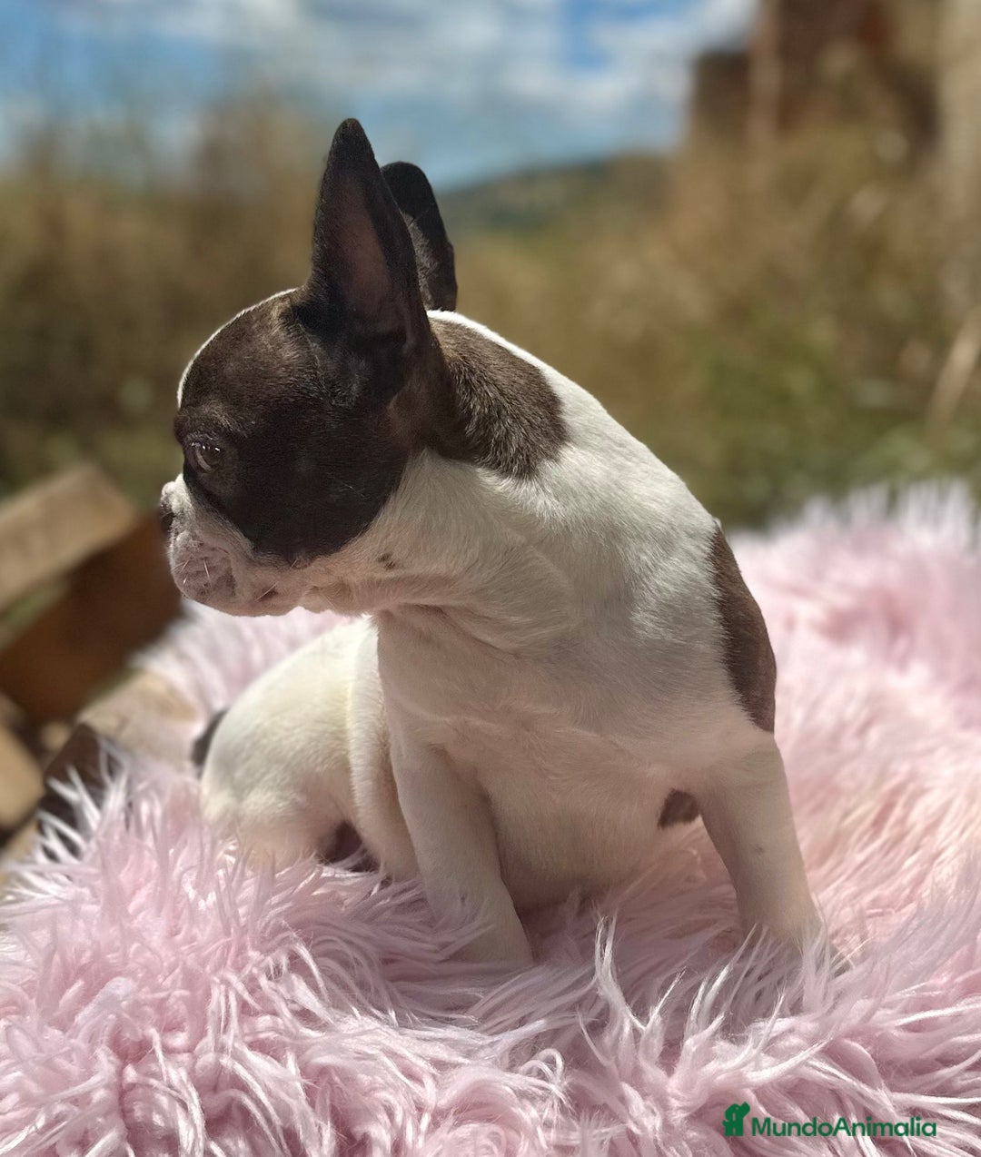 Bulldog Francés perros en venta: Bulldog francés hembra - Imagen 1