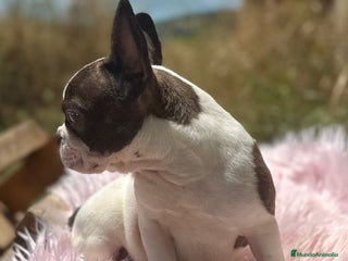 Bulldog Francés perros - Anuncio 32