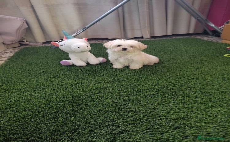 Bichón Maltés perros - Anuncio 4