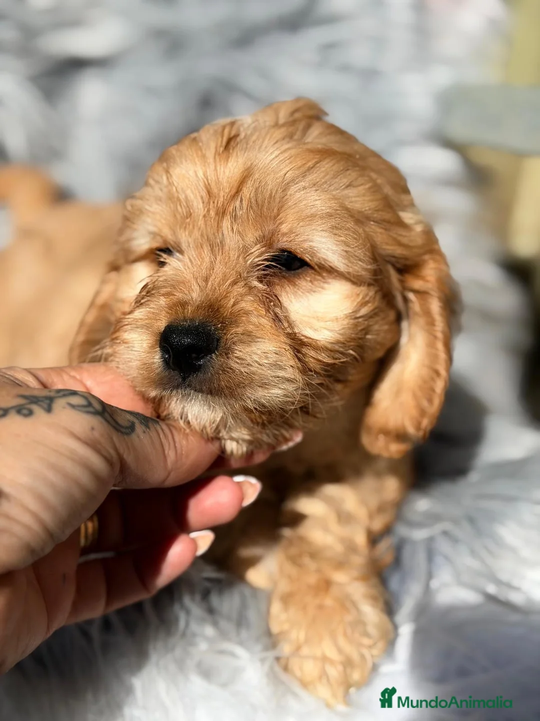 Cavapoo perros en venta: Cavapoo macho apricot - Anuncio 2