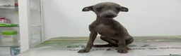Pequeño Lebrel Italiano perros en venta: PICCOLO ITALIANO - Anuncio 3