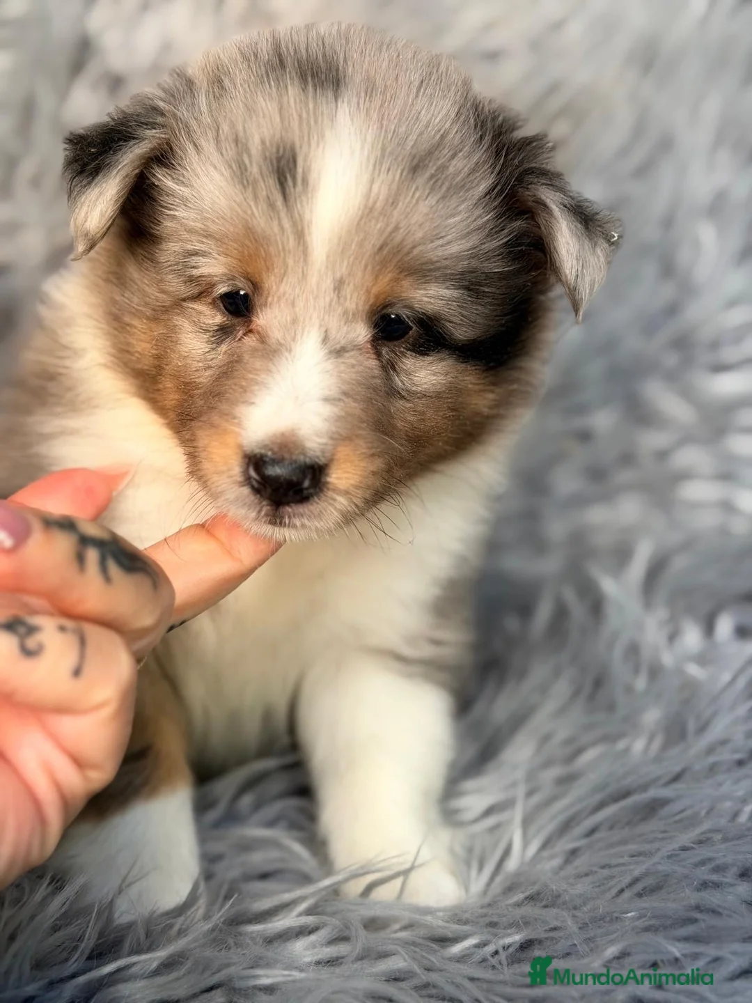 Perro Pastor de las Shetland perros en venta: Shetland macho merle - Anuncio 1