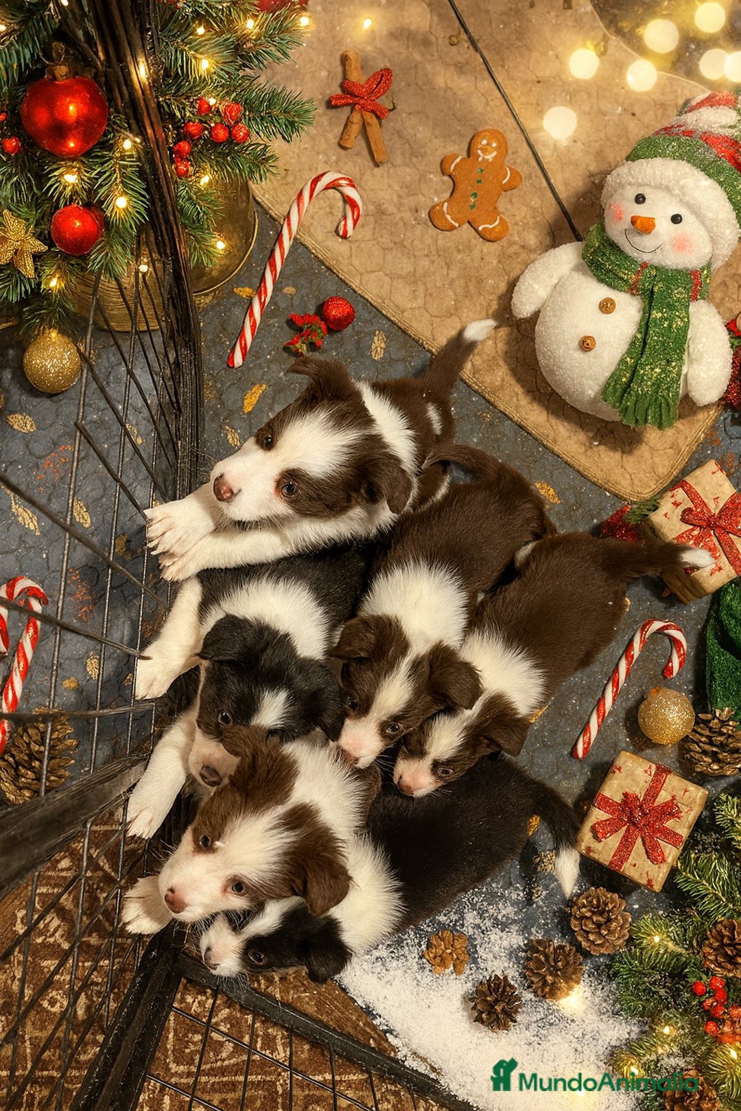 Border Collie perros en venta: Border collie bebes - Anuncio 1
