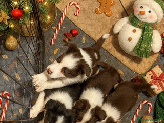 Border Collie perros Border collie bebes - Anuncio 1